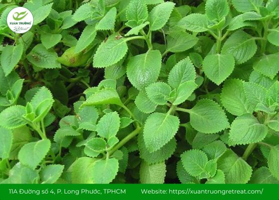 Uống lá cây gì tốt cho phổi? Lá húng chanh giúp giảm ho, long đờm