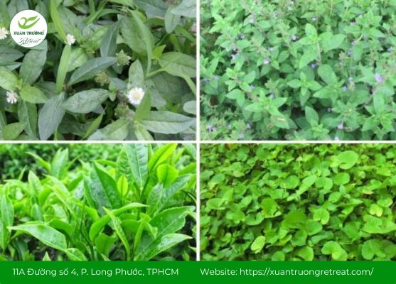 Không lạm dụng các loại lá uống mát gan, bổ thận