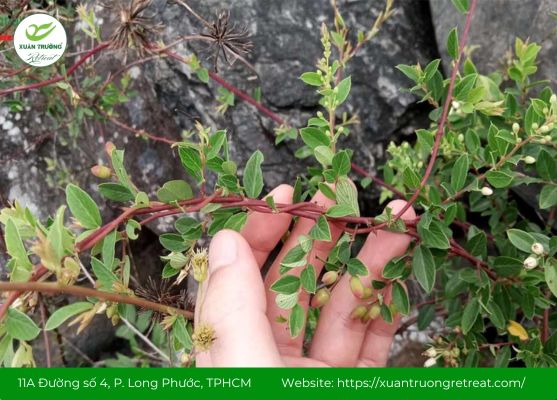 Cây rung rúc (Berchemia lineata L.) trong tự nhiên