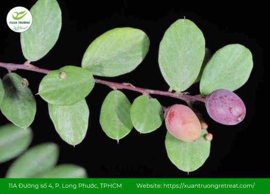 Cây rung rúc hỗ trợ thanh nhiệt, tiêu hóa, giảm đau nhẹ