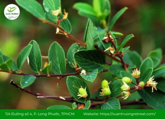 Sắc thân lá rung rúc lấy nước uống hàng ngày