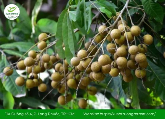 Lá nhãn giúp thanh nhiệt, hỗ trợ đào thải độc tố tự nhiên