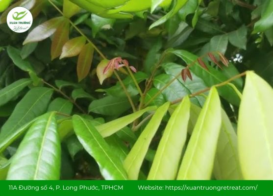 Lá nhãn có tác dụng gì trong bồi bổ khí huyết