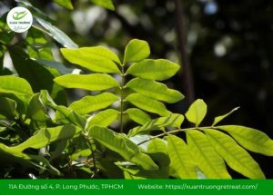 Lá nhãn có tác dụng gì